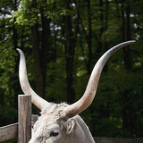 Gado cinzento húngaro