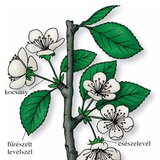 A szilvafa levelei, virágai