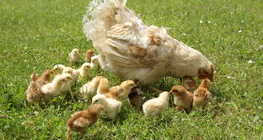 Galinha e seus filhotes