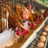 Producción de pollo a gran escala