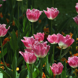 Tulipa