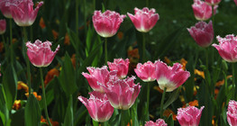 Tulipa