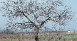 Uma macieira e sua casca