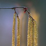 Hazelnut catkin with stamen