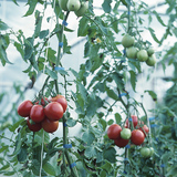 Tomato plant