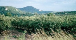 Pomar de maçã no verão