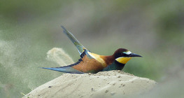Abelharuco-europeu tomando banho de poeira