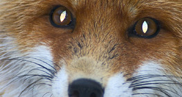 Fox portrait