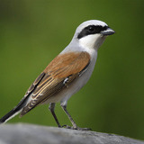 Picanço-de-dorso-ruivo
