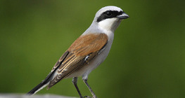 Red-backed shrike