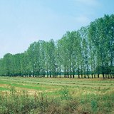 Fileira de árvores plantadas para impedir areias movediças