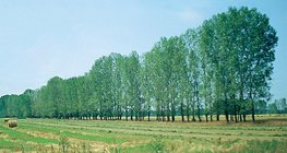 Linha de árvores plantadas para impedir a areia movediça