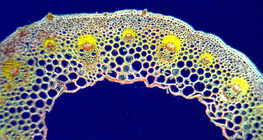 Seção transversal da lâmina de folha