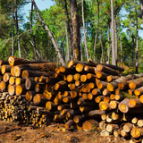 Producción de madera