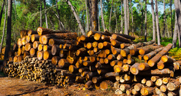 Produção de madeira