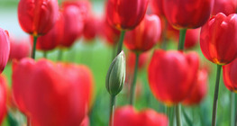 Tulipa