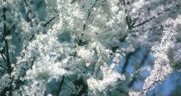 As flores brancas do abrunheiro-bravo