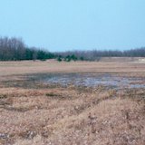 Trees planted to stop quicksand