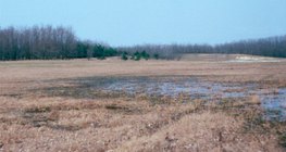 Árvores plantadas para parar a areia movediça
