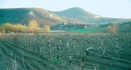 Inverno no pomar de maçãs