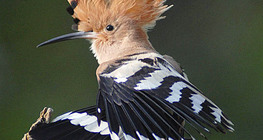 Hoopoe