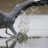 Pássaro a pescar no gelo