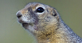 European ground squirrel