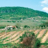 Slope-parallel plowing increases soil erosion
