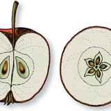 Corte longitudinal y transversal de la manzana