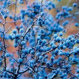 Stone fruits of blackthorn