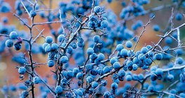 Fruta de caroço do abrunheiro-bravo