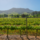 vineyard, South Africa