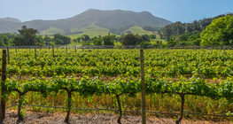 Vinhedo, África do Sul