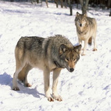Lobo