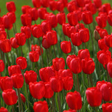 Tulipán