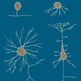 Neurons