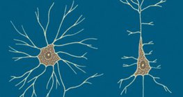 Neurons