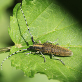 Longhorn beetle