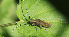 Cerambycidae