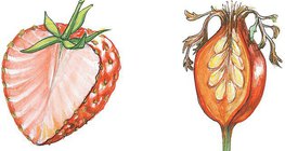 Corte transversal de um morango e de um cinórrodo