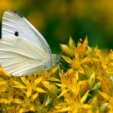 Cabbage white butterfly