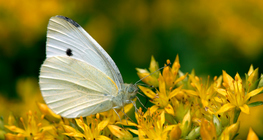 Borboleta branca de repolho