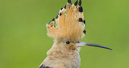 Hoopoe