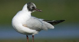 Gaviota reidora