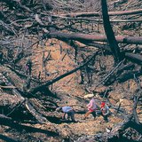 Deforestación por quema en Malasia