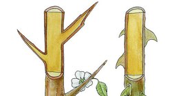 Espinhos do abrunheiro-bravo e da rosa