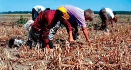 Seca afeta plantação de cebolas