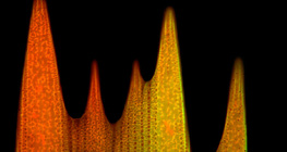 Ultraestrutura de uma escala de asa de borboleta