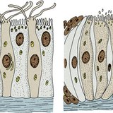 Células receptoras sensoriais: células receptoras olfativas (esquerda) e células receptoras gustativas (direita)