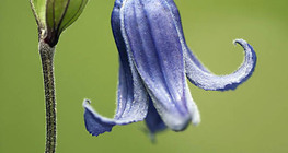 Clemátide con hoja entera